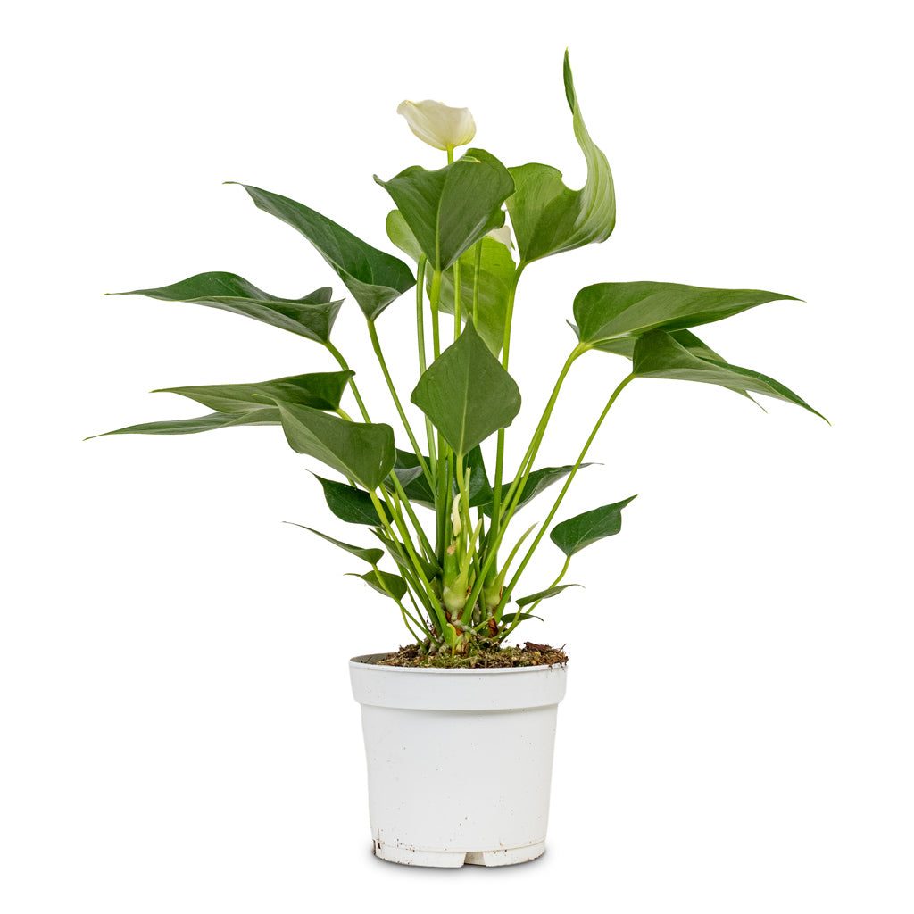Anthurium 'White Champion'