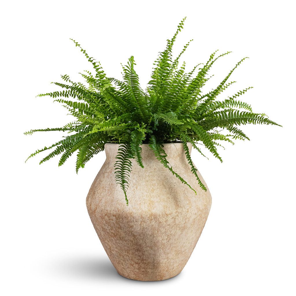 Boston Fern