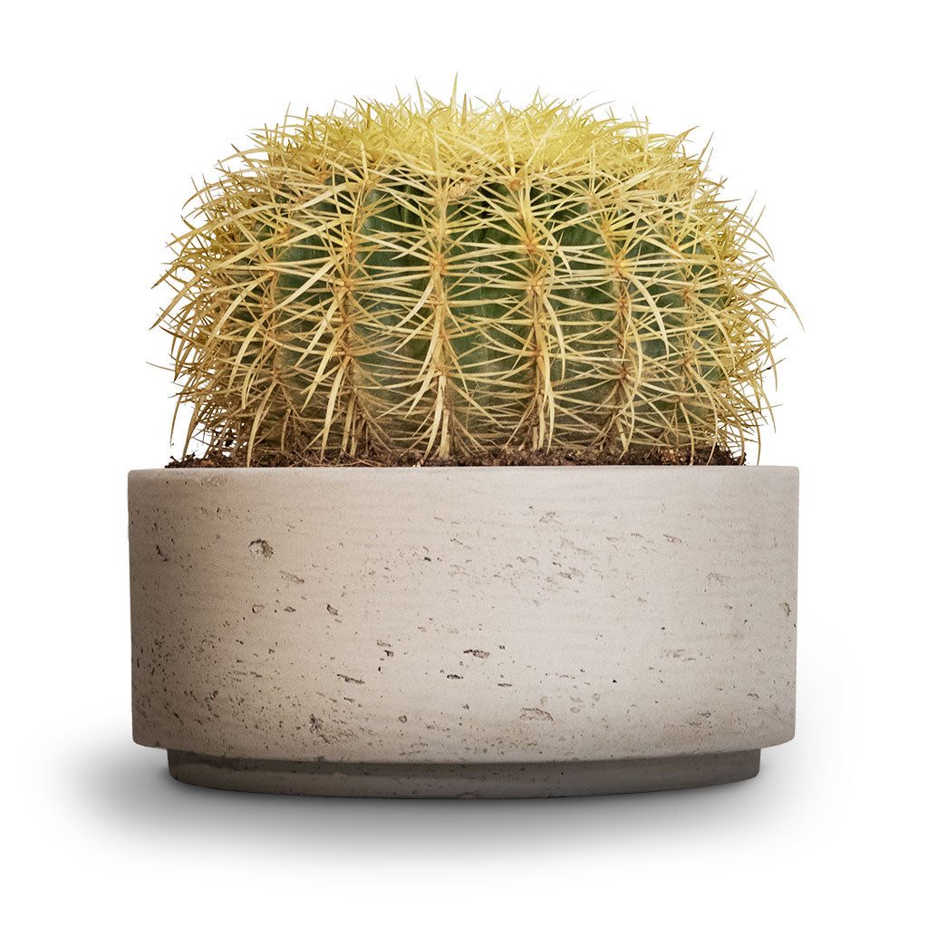 Golden Barrel Cactus