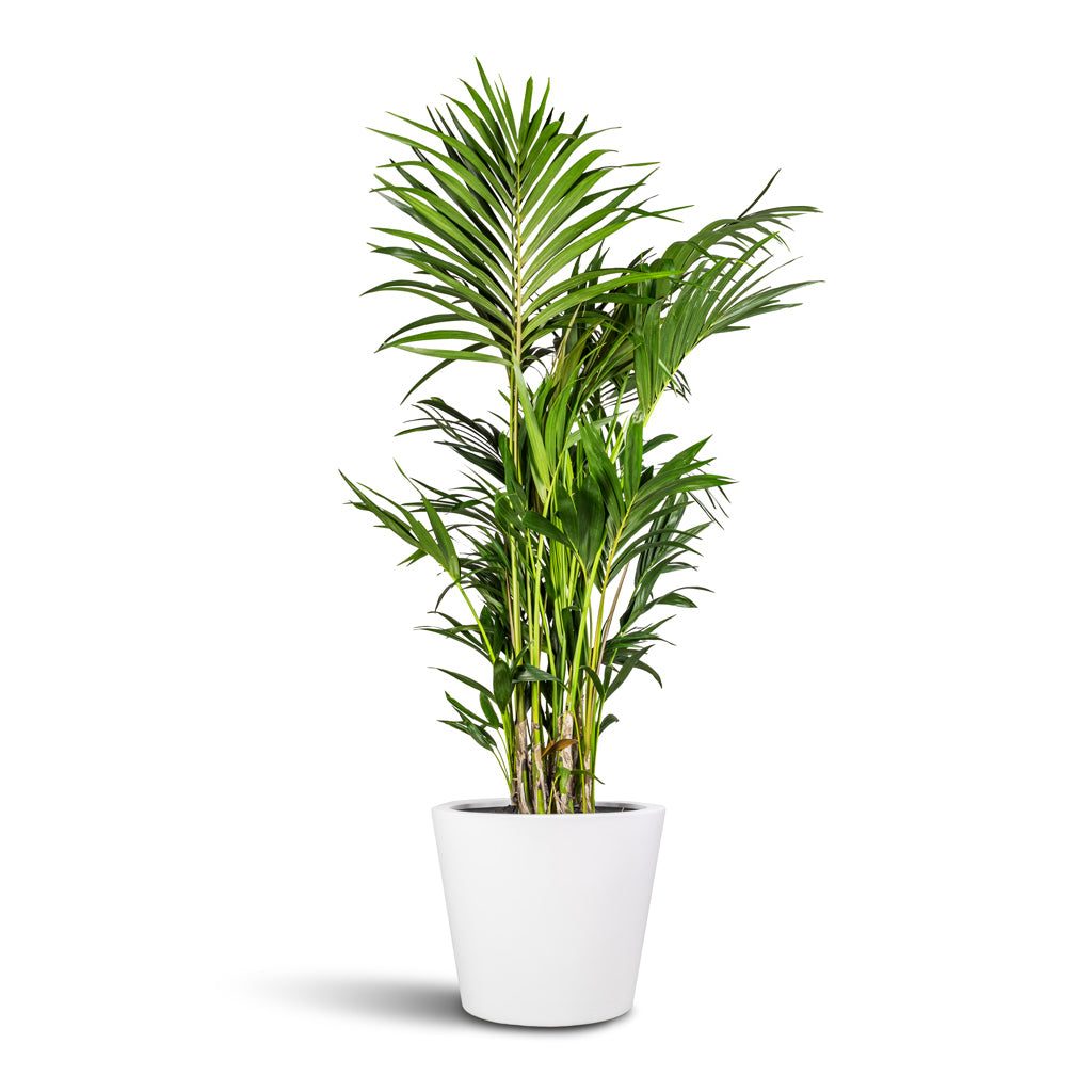 Kentia Palm