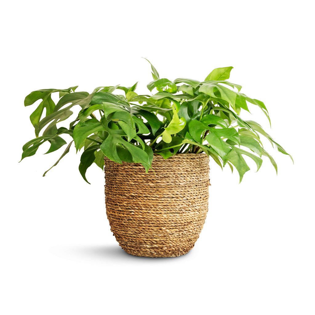 Mini Monstera