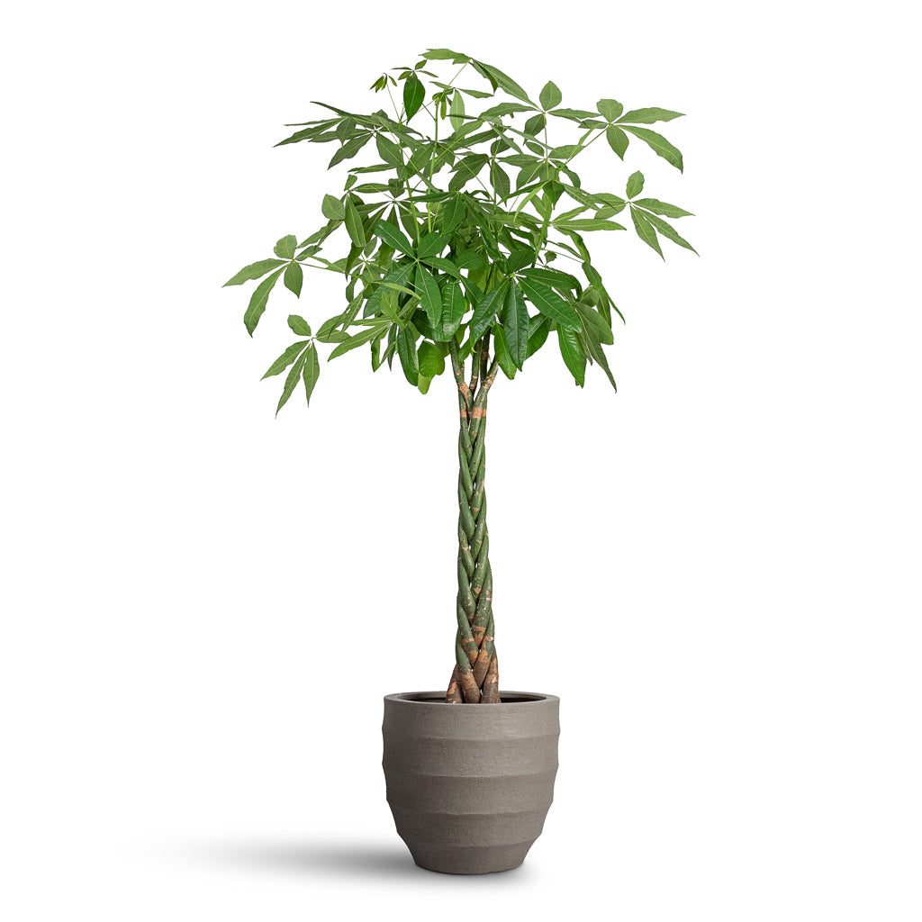 Money Tree