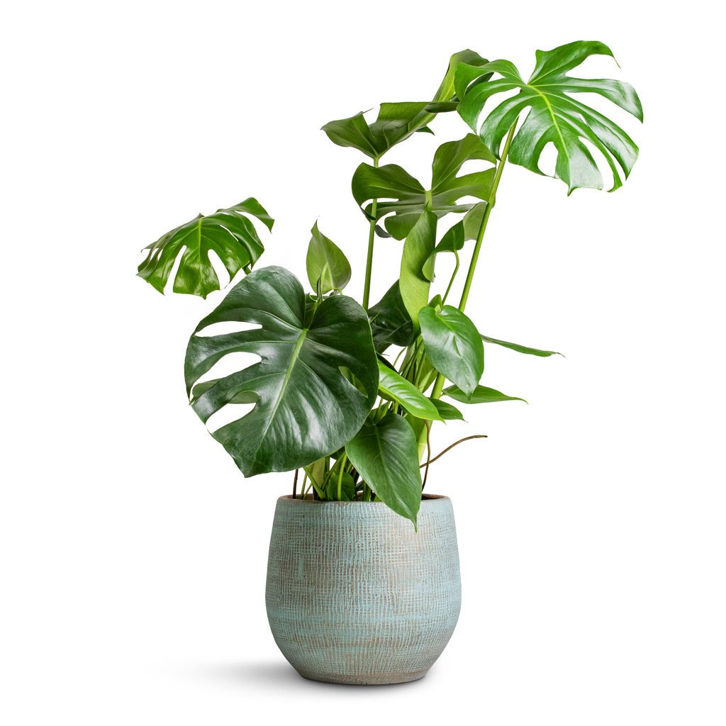 Monstera