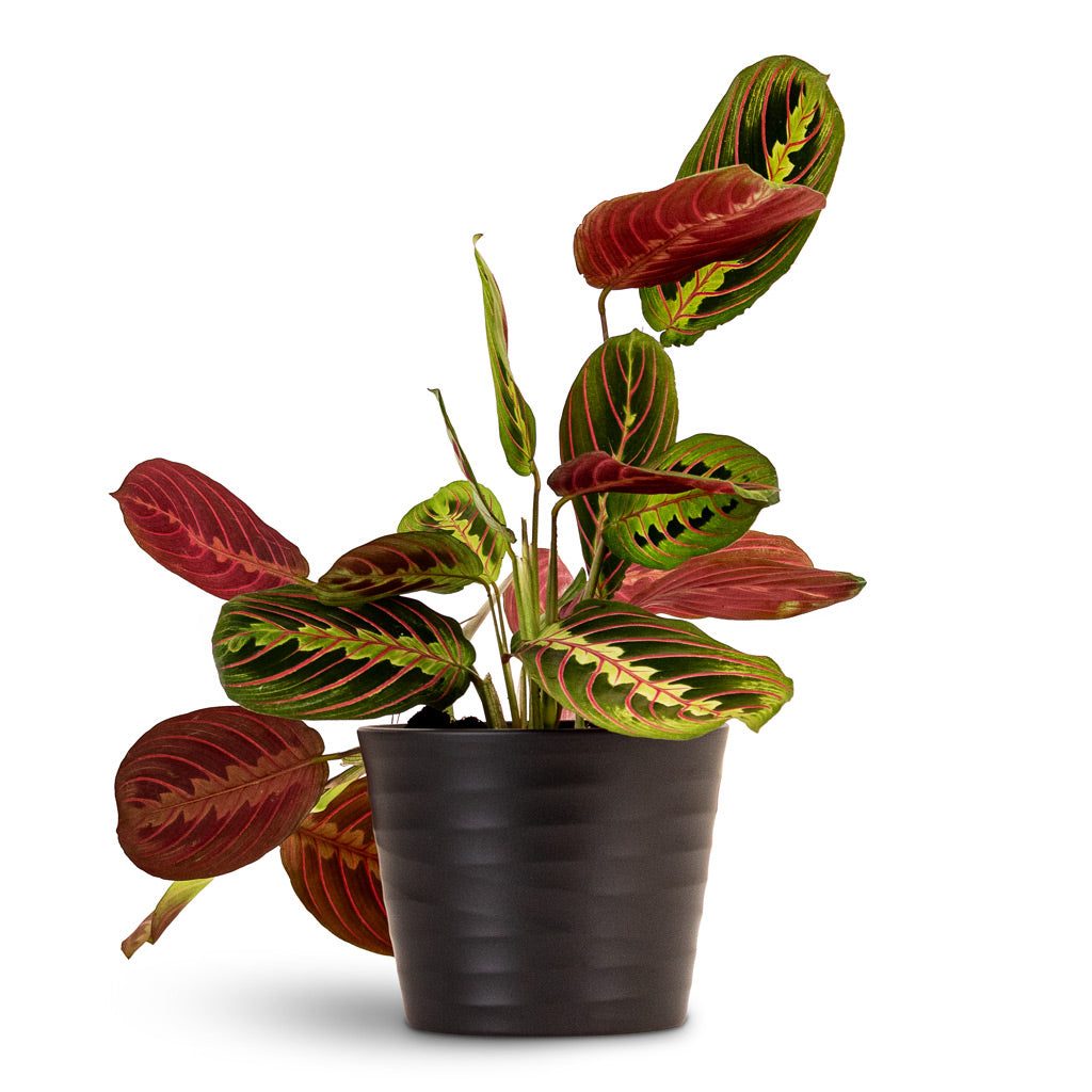 Red Prayer Plant