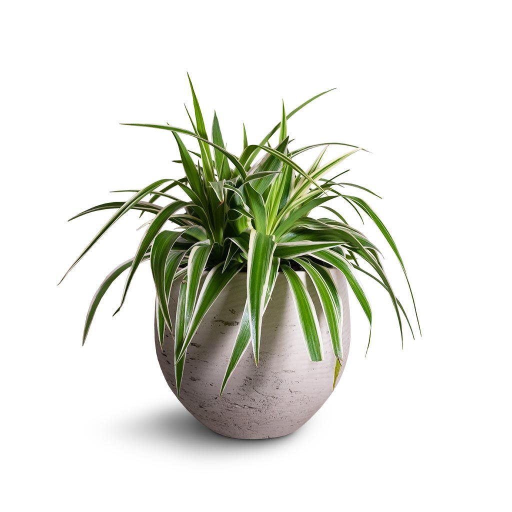 Spider Plant