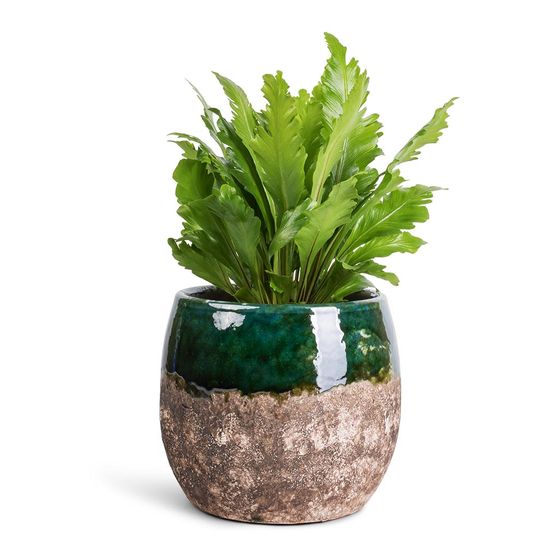 Bird's Nest Fern