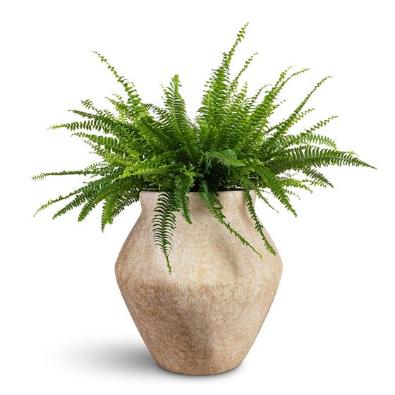 Boston Fern