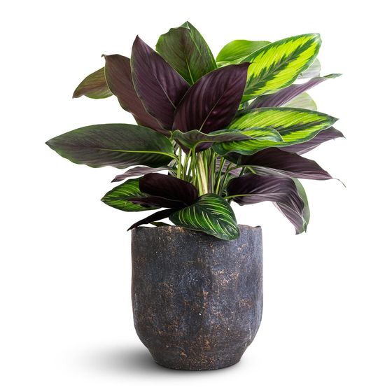 Calathea 'Beauty Star'