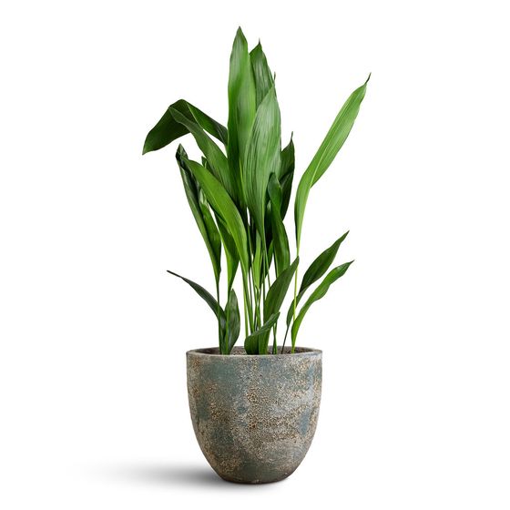 Cast Iron Plant
