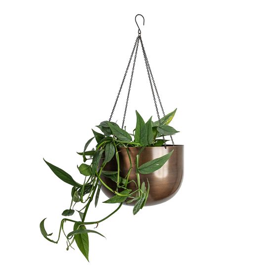 Cebu Blue Pothos