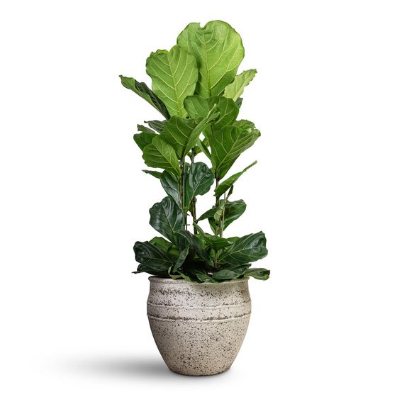 Fiddle Leaf Fig
