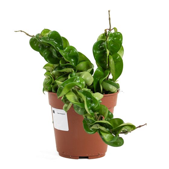 Hindu Rope Hoya