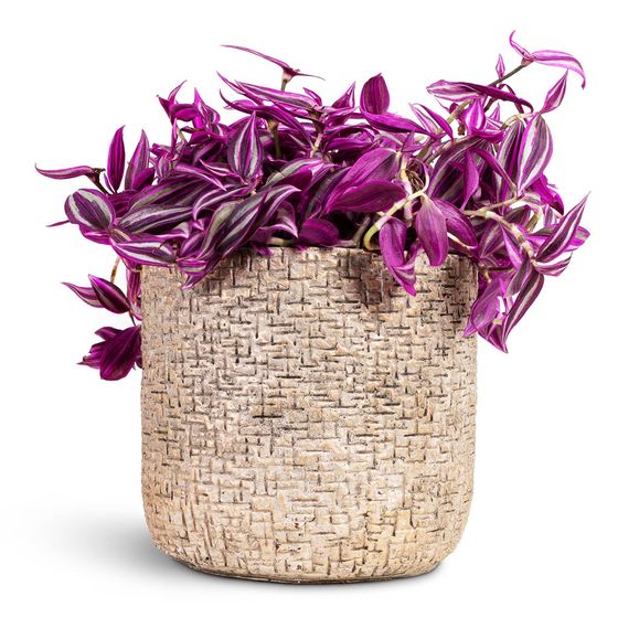 Inch Plant 'Pink Paradise'