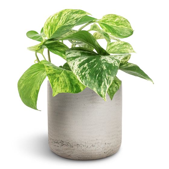 Marble Queen Pothos