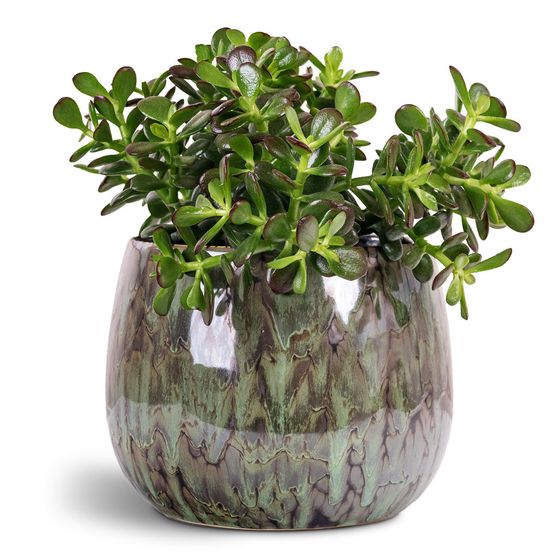 Miniature Jade