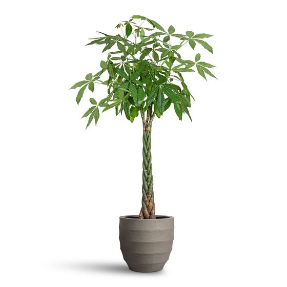 Money Tree