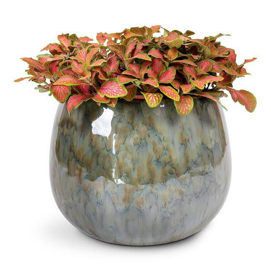 Nerve Plant