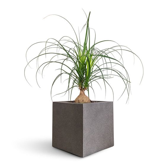 Ponytail Palm