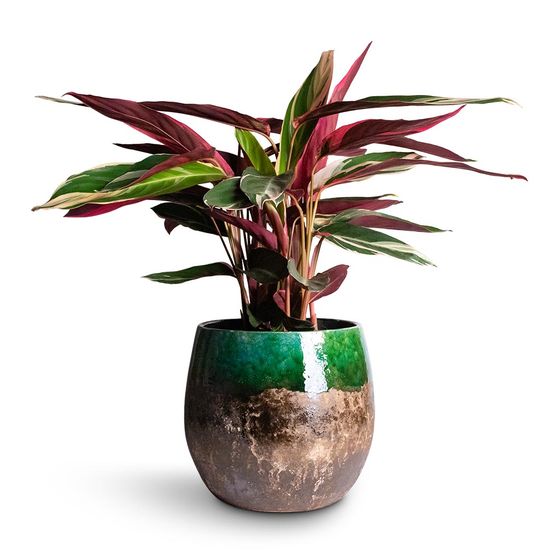 Stromanthe 'Triostar'