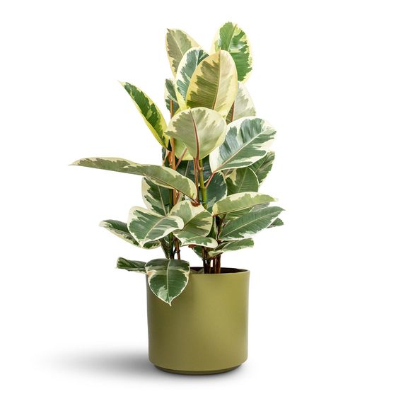 Variegated Rubber Plant