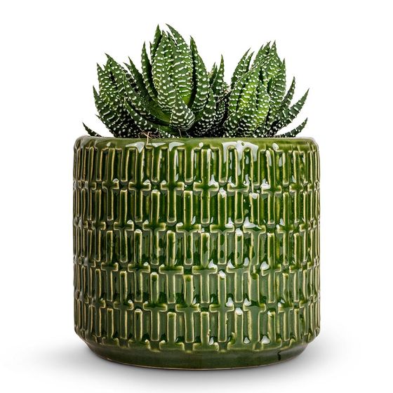 Zebra Haworthia
